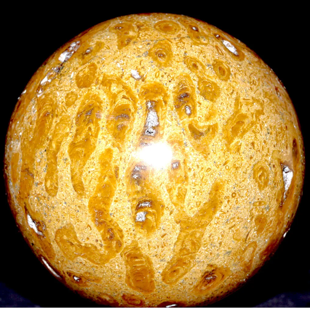 Large Fossil Coral Spheres - Triassic - Fossil fragment - Fossil Coral - 97 mm - 97 mm #1.0