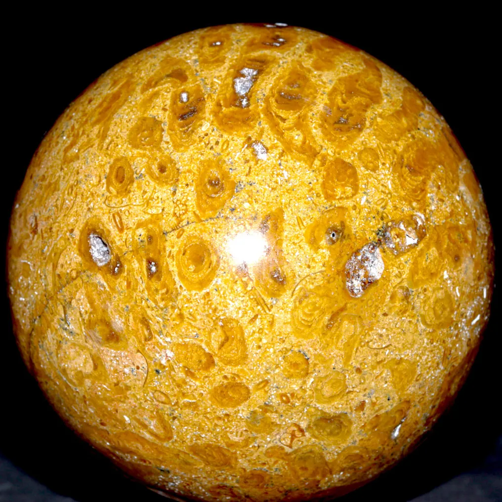 Large Fossil Coral Spheres - Triassic - Fossil fragment - Fossil Coral - 97 mm - 97 mm #4.3