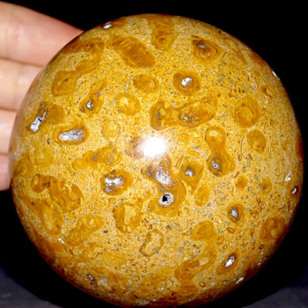 Large Fossil Coral Spheres - Triassic - Fossil fragment - Fossil Coral - 97 mm - 97 mm #2.1