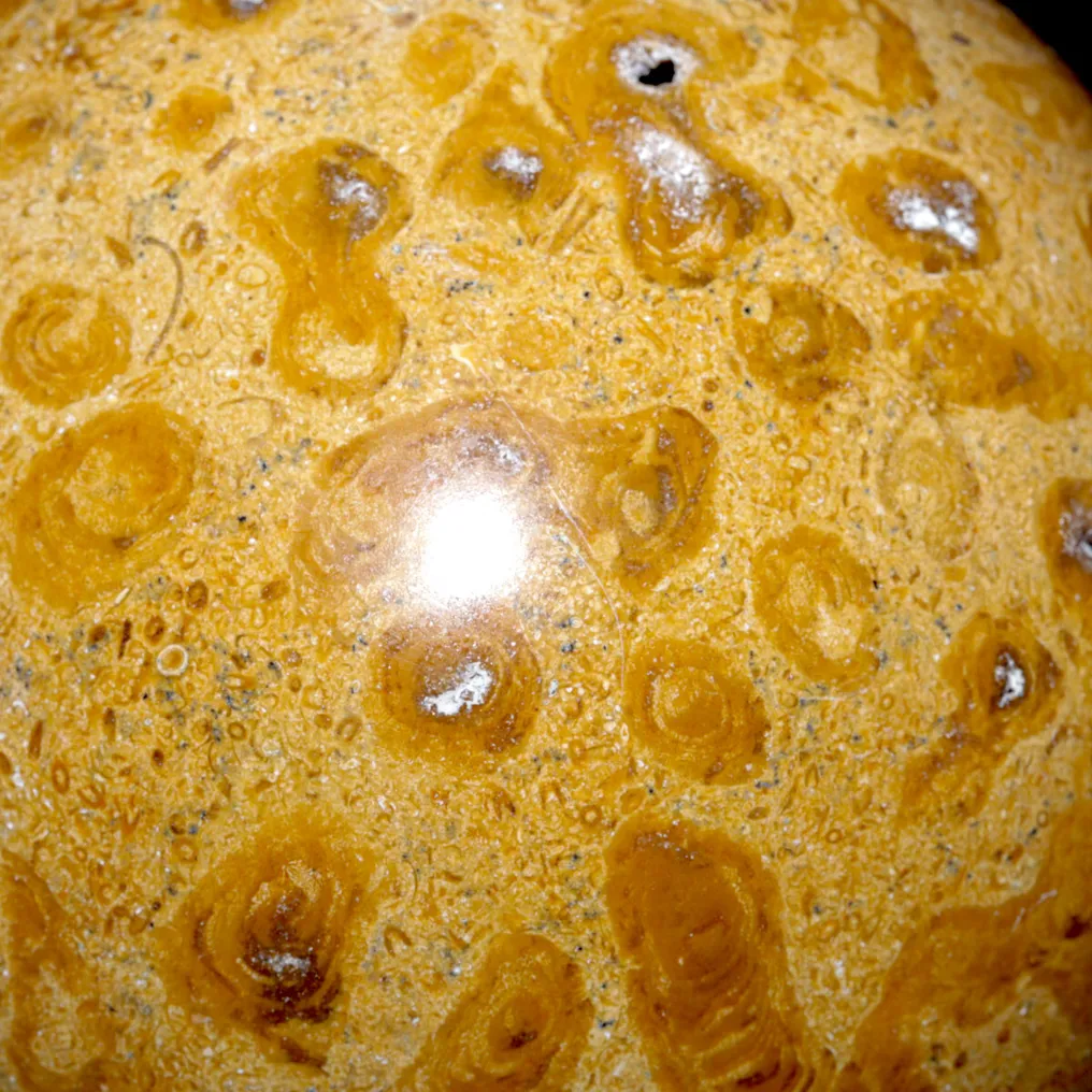 Large Fossil Coral Spheres - Triassic - Fossil fragment - Fossil Coral - 97 mm - 97 mm #3.2