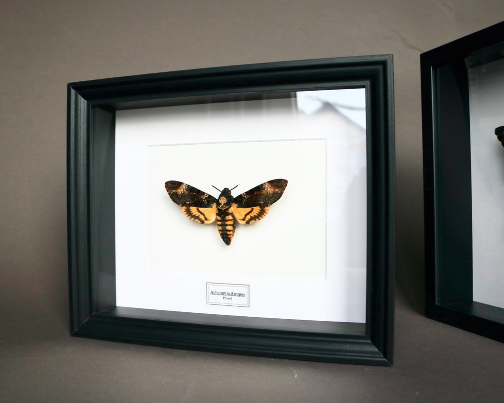 Falena Allestimento tassidermico a corpo intero - Acherontia atropos - 25 cm - 20 cm - 4 cm - Specie non CITES - 1 #1.0