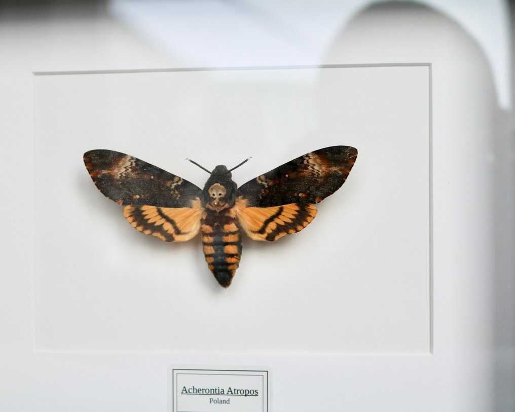 Falena Allestimento tassidermico a corpo intero - Acherontia atropos - 25 cm - 20 cm - 4 cm - Specie non CITES - 1 #2.1