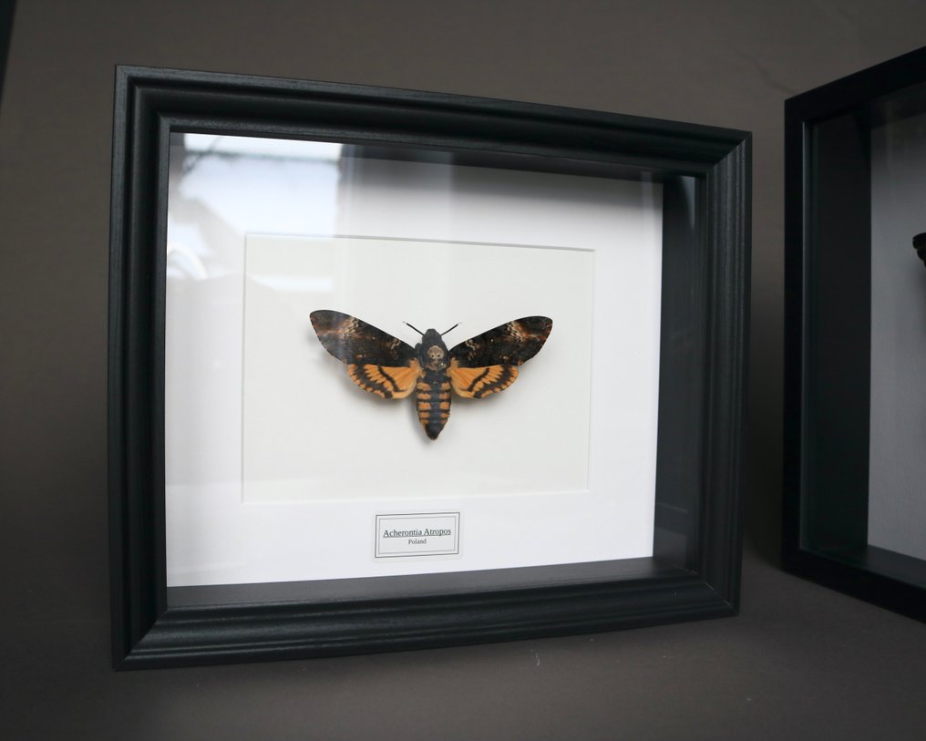 Falena Allestimento tassidermico a corpo intero - Acherontia atropos - 25 cm - 20 cm - 4 cm - Specie non CITES - 1 #3.2