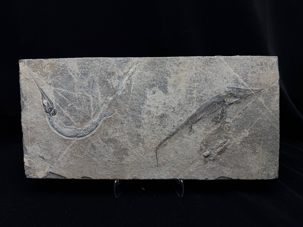 Fossil - Fossil matrix - Mixosaurus and Saurichthys - 49 cm - 24 cm #1.0