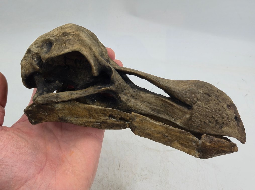 复制杜鹃鸟 頭骨 - Raphus cucullatus - 10 cm - 8 cm - 20 cm- non-CITES species #2.1