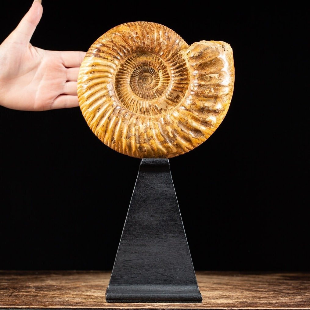 Δουβιλλιεράσερας Αμμόνη σε βάση steampunk - Πολύ πρωτότυπο διακοσμητικό αντικείμενο - Απολιθωμένα τμήματα - Perfect State of Preservation - 185 mm - 175 mm #1.0