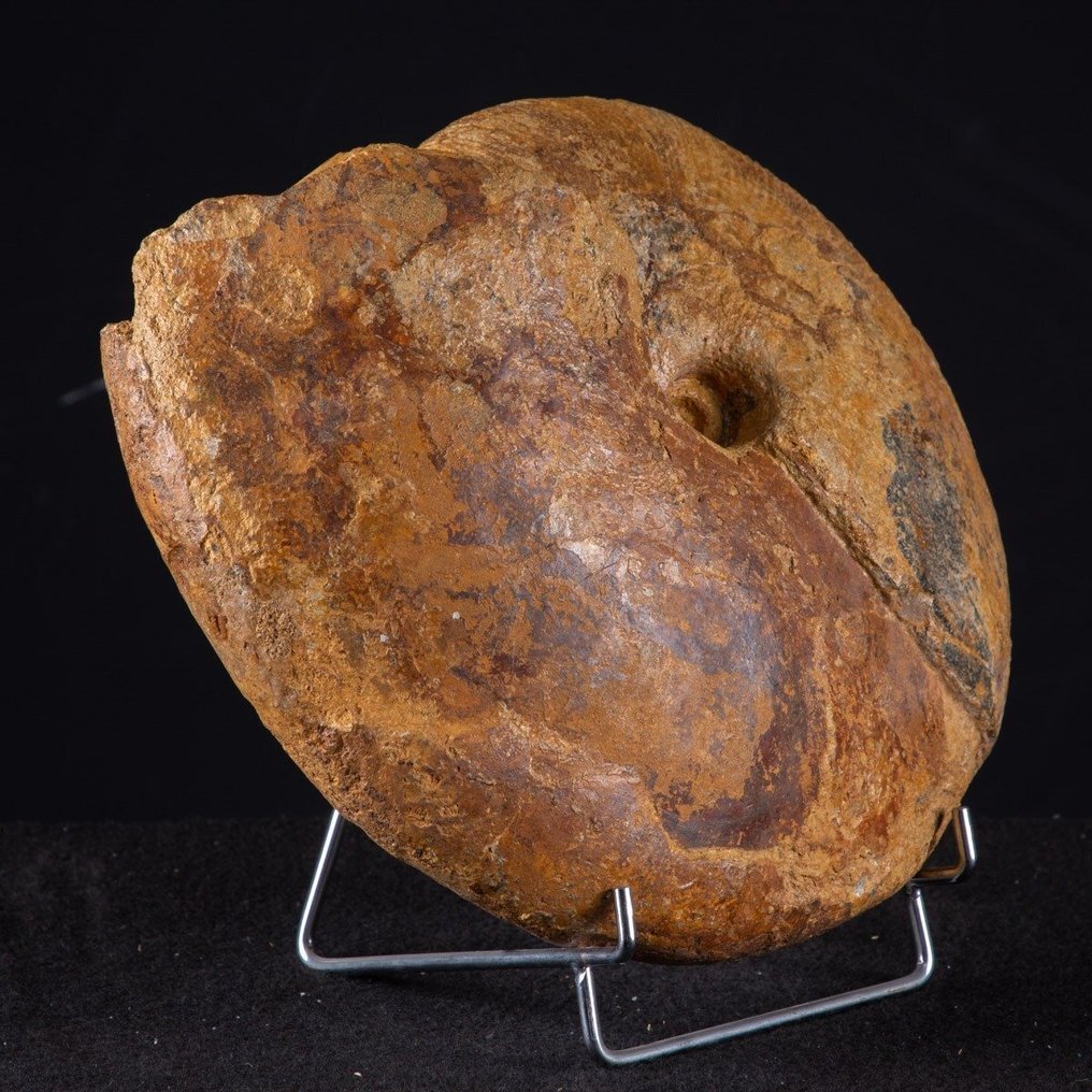 Ovanligt fossilprov - högkvalitativ ammonit Macrocephalites - Fossilt fragment - Rare Fossil Item - 310 mm - 250 mm #1.0