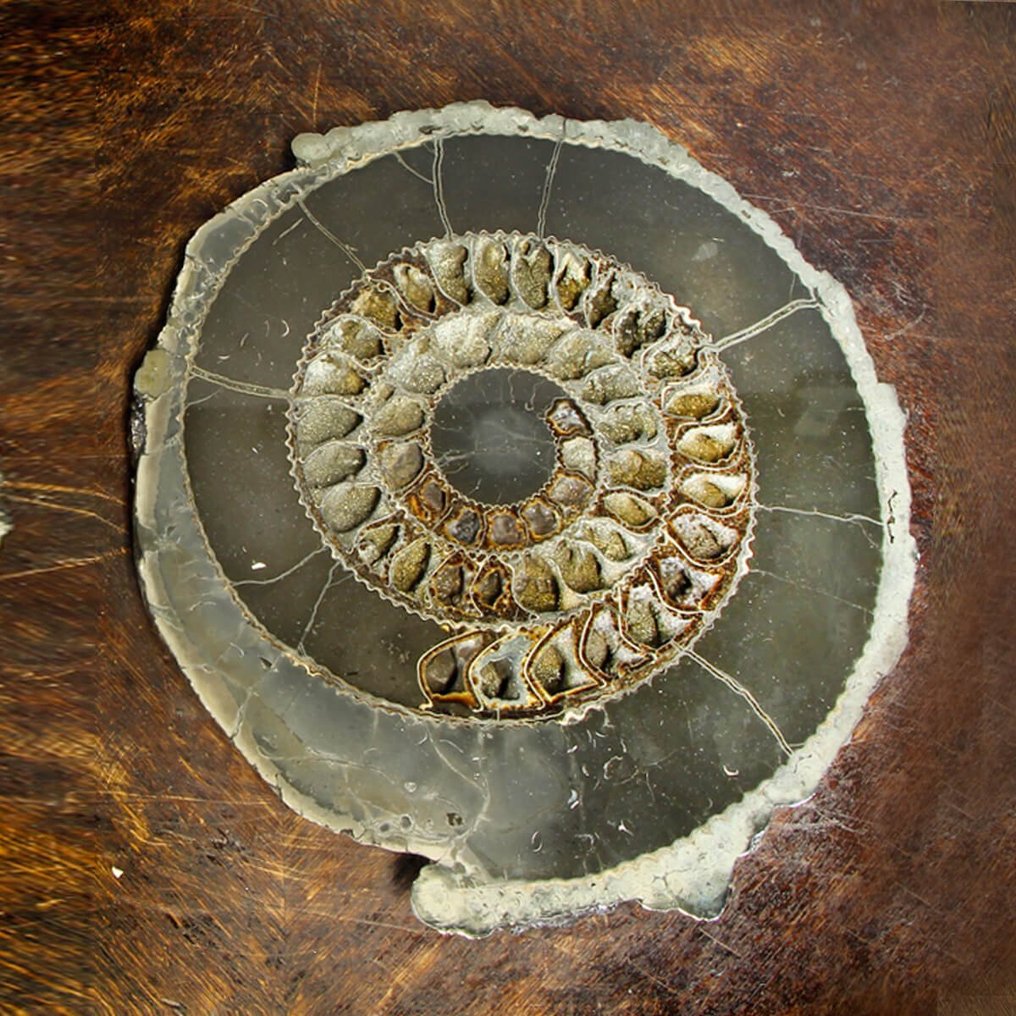 Virkeligt unik fossileksemplar - Vidunderligt par af sorte pyritiserede ammonitter - Fossilt fragment - Speetoniceras sp. - Ulyanovsk, Volga River - Russia - 340 mm - 310 mm #4.3