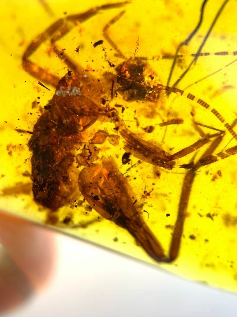 It dances freely-Striking a beautiful pose - Amber - cricket - 36.5 mm - 21 mm #1.0