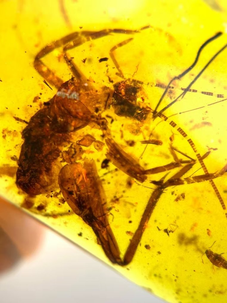 It dances freely-Striking a beautiful pose - Amber - cricket - 36.5 mm - 21 mm #2.1