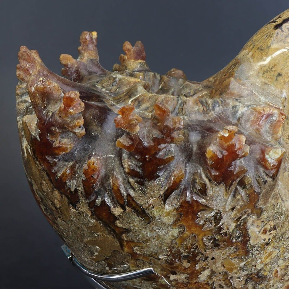 奇妙的化石菊石 - 钢制三脚架 - 菊石科 - 贝凡德里地区 - 化石 - 化石碎片 - 230 mm - 170 mm #3.2