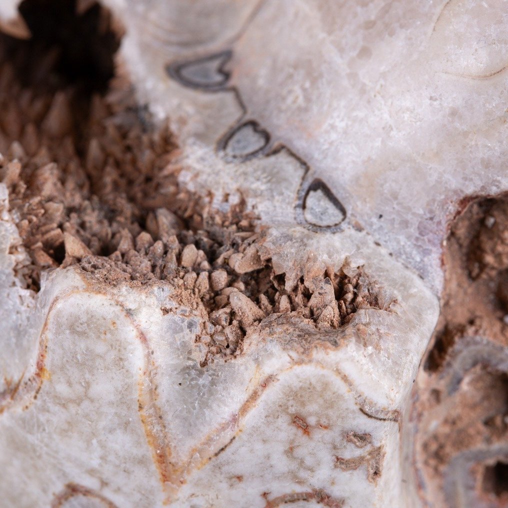 Εξαιρετικά σπάνιο απολίθωμα - Απολίθωμα Ammonite Metalegoceras - Απολιθωμένα τμήματα - Timor Island - Devonian0 - 230 mm - 220 mm #2.1