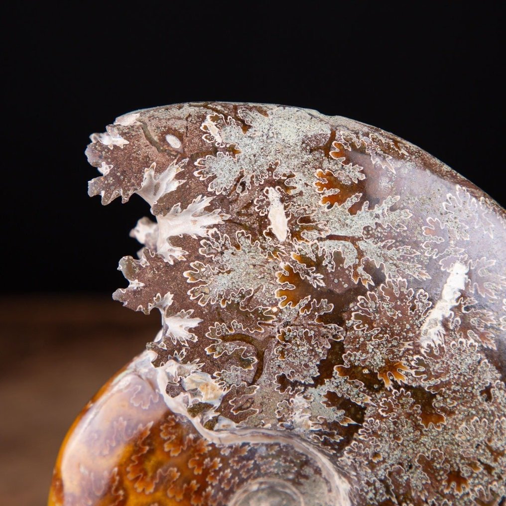 Exclusieve ammoniet op gedraaide messing basis - Fossiel fragment - Aioloceras (Cleoniceras) sp. - 185 mm - 90 mm #3.2