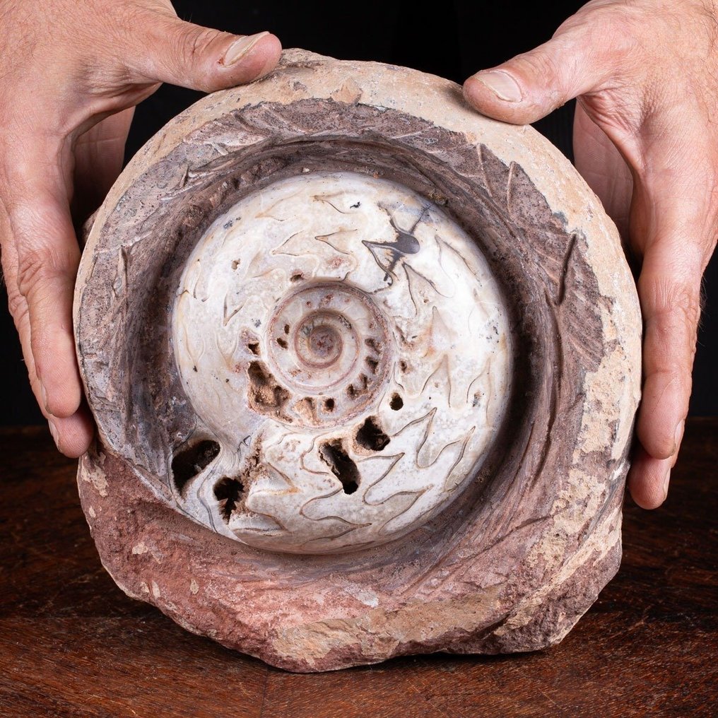 Εξαιρετικά σπάνιο απολίθωμα - Απολίθωμα Ammonite Metalegoceras - Απολιθωμένα τμήματα - Timor Island - Devonian0 - 230 mm - 220 mm #1.0