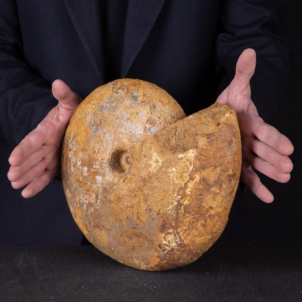 Ovanligt fossilprov - högkvalitativ ammonit Macrocephalites - Fossilt fragment - Rare Fossil Item - 310 mm - 250 mm #2.1