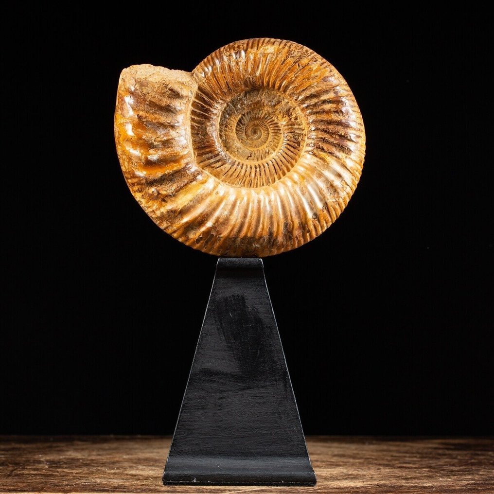 Δουβιλλιεράσερας Αμμόνη σε βάση steampunk - Πολύ πρωτότυπο διακοσμητικό αντικείμενο - Απολιθωμένα τμήματα - Perfect State of Preservation - 185 mm - 175 mm #1.0