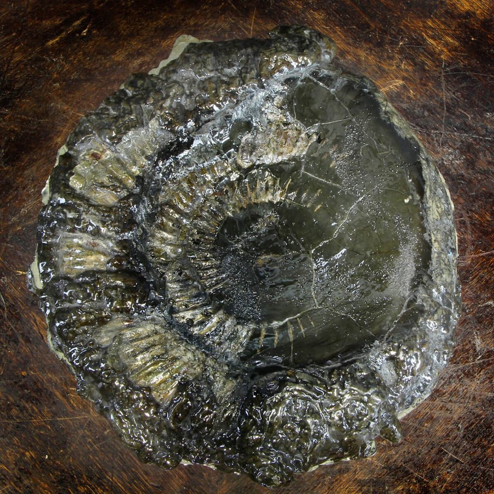 Virkeligt unik fossileksemplar - Vidunderligt par af sorte pyritiserede ammonitter - Fossilt fragment - Speetoniceras sp. - Ulyanovsk, Volga River - Russia - 340 mm - 310 mm #2.1