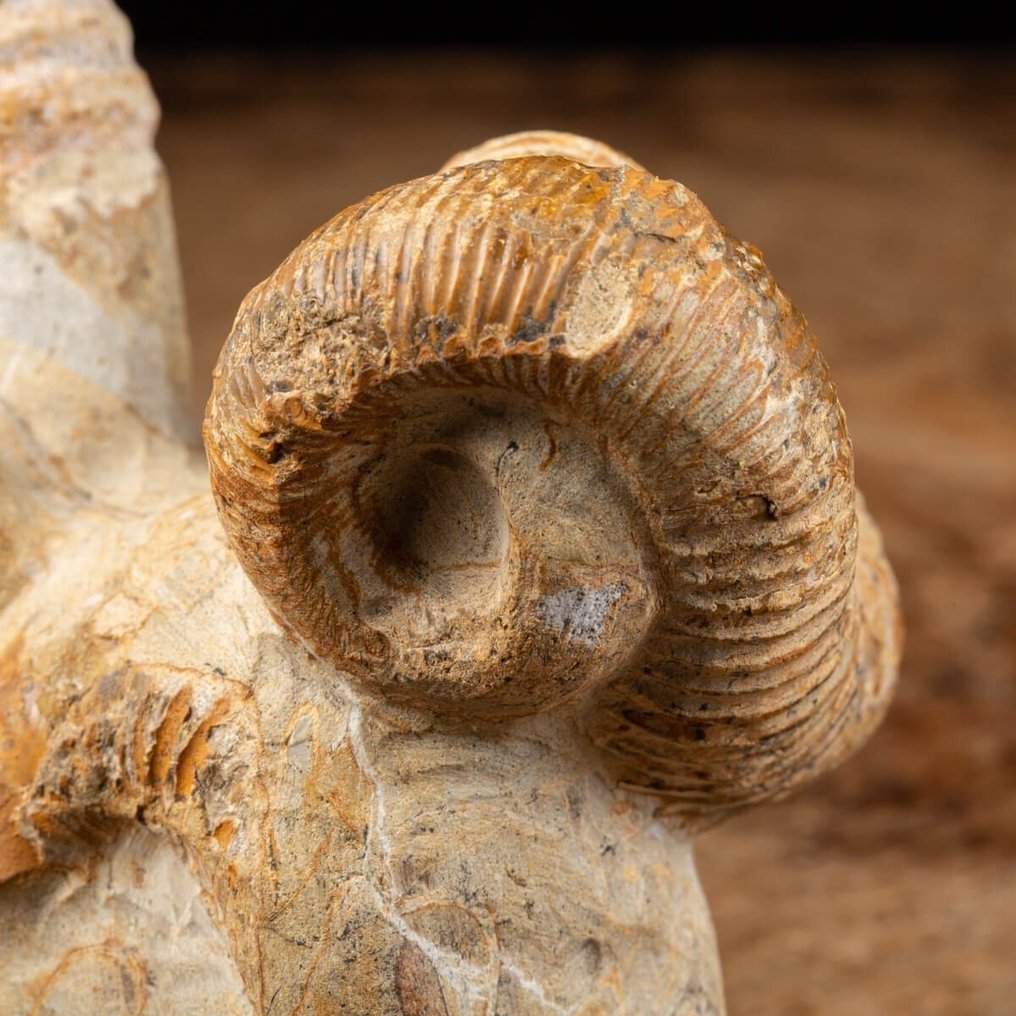 Εξαιρετικά σπάνιο απολίθωμα - Nostoceras Malagasyense - Απολιθωμένα τμήματα - Uncommon Ammonite on Original Matrix - 120 mm - 115 mm #4.3