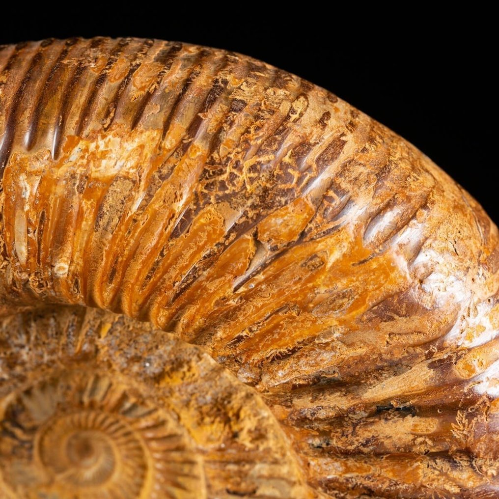 Δουβιλλιεράσερας Αμμόνη σε βάση steampunk - Πολύ πρωτότυπο διακοσμητικό αντικείμενο - Απολιθωμένα τμήματα - Perfect State of Preservation - 185 mm - 175 mm #3.2