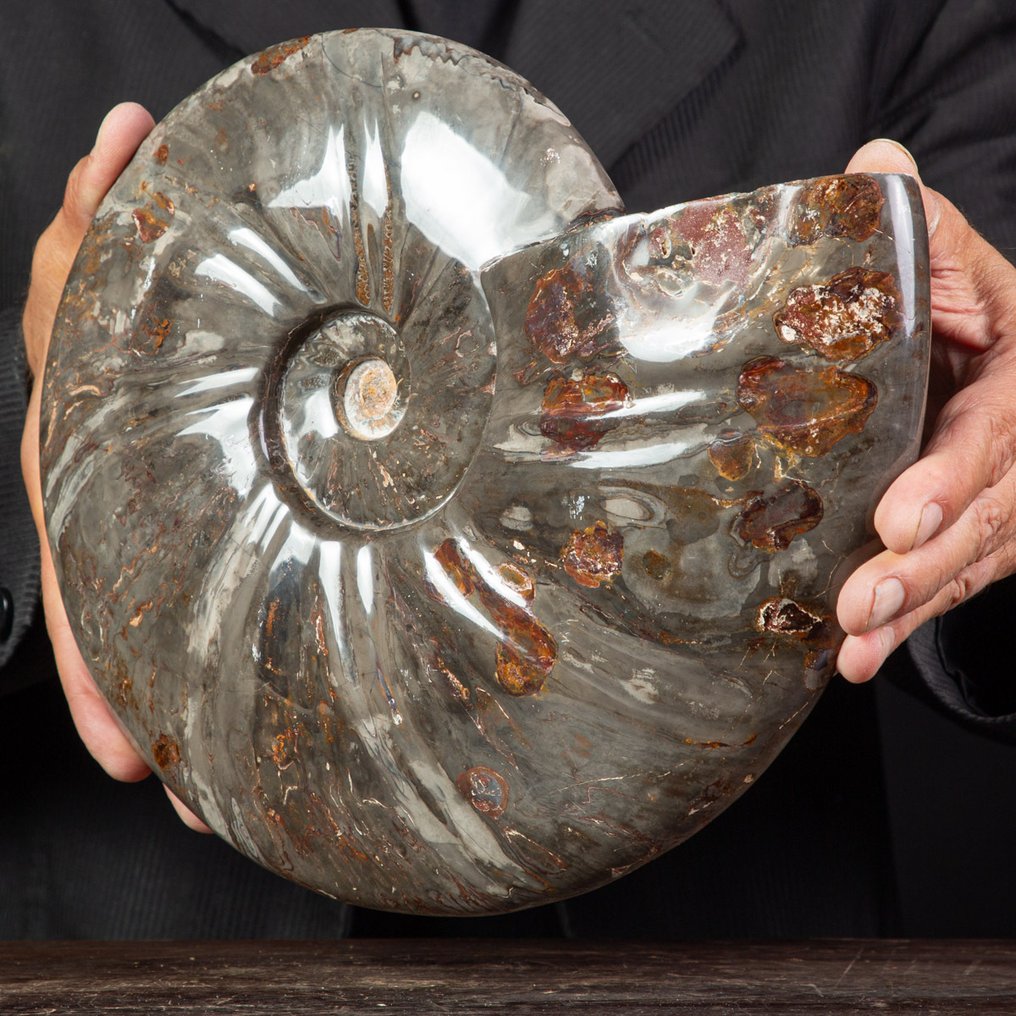 Exclusivo raro Polish Red y Cleoniceras - Concha fosilizada - Fossil Ammonite - 290 mm - 250 mm #1.0