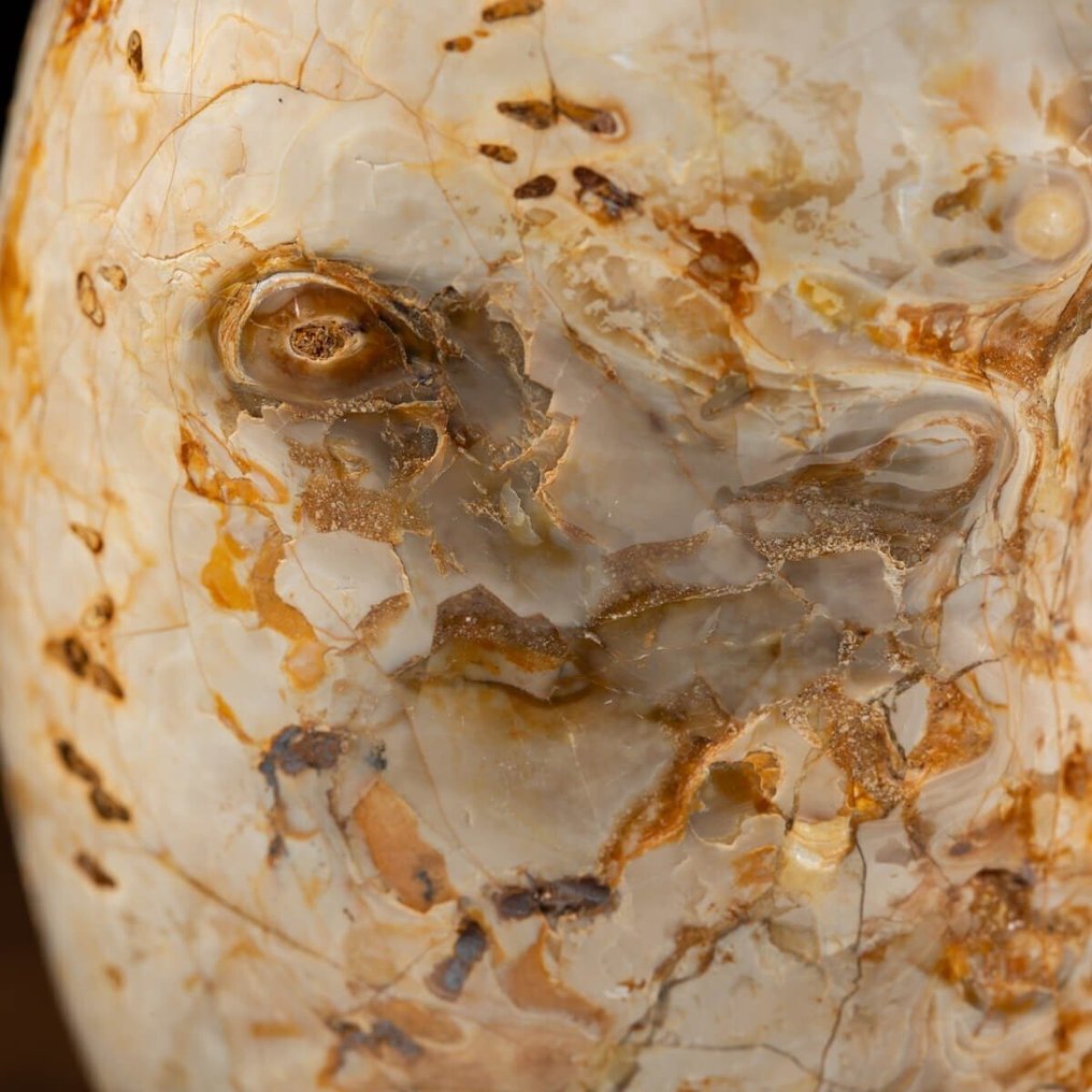 Ammonite Douvilleiceras no Design Base - Fragmento fóssil - Douvilleiceras Sp. - 250 mm - 200 mm #1.0