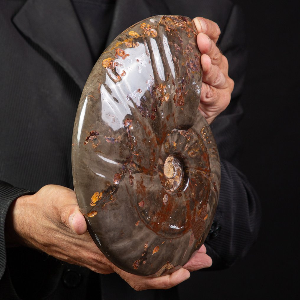 Exklusiv seltenes polnisches Rotes und Cleoniceras - Versteinerte Muschel - Fossil Ammonite - 250 mm - 200 mm #3.2