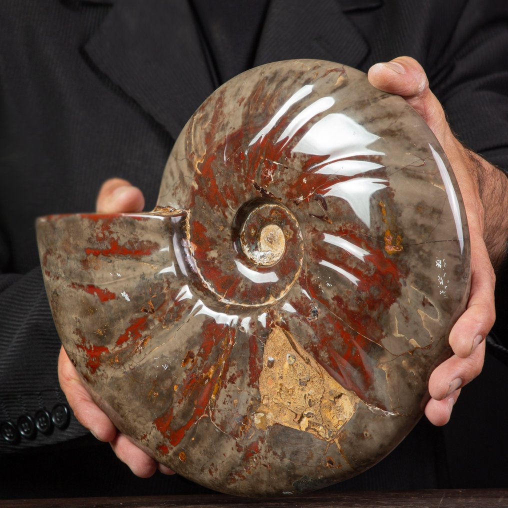 Exclusivo raro Polish Red y Cleoniceras - Concha fosilizada - Fossil Ammonite - 285 mm - 230 mm #1.0