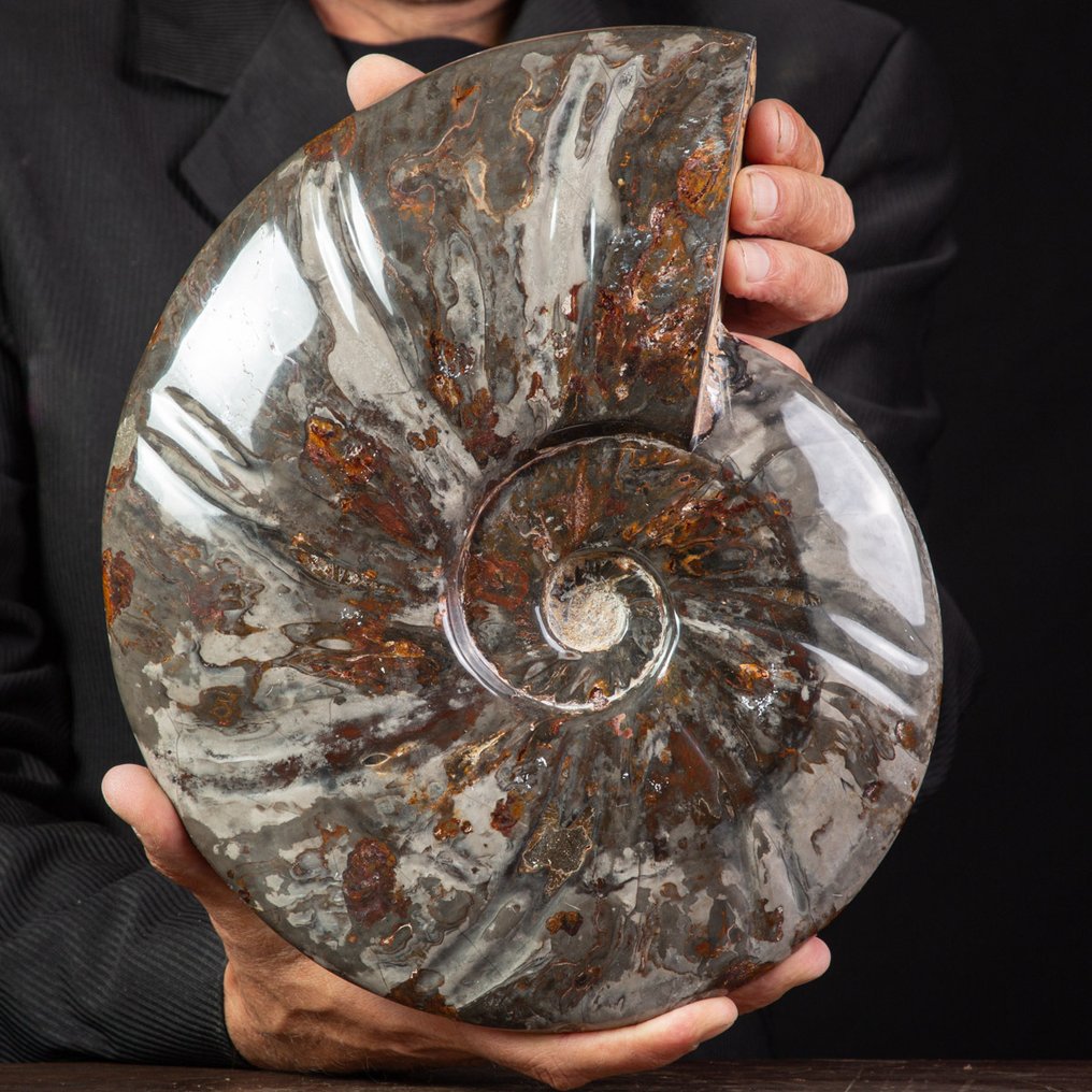 Exclusivo raro Polish Red y Cleoniceras - Concha fosilizada - Fossil Ammonite - 290 mm - 250 mm #1.0