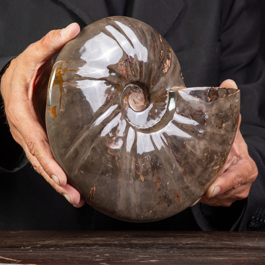 Exklusiv seltenes polnisches Rotes und Cleoniceras - Versteinerte Muschel - Fossil Ammonite - 250 mm - 200 mm #2.1