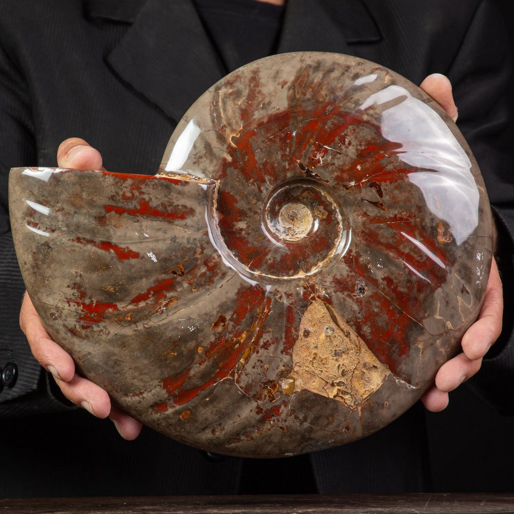 Exclusivo raro Polish Red y Cleoniceras - Concha fosilizada - Fossil Ammonite - 285 mm - 230 mm #1.0