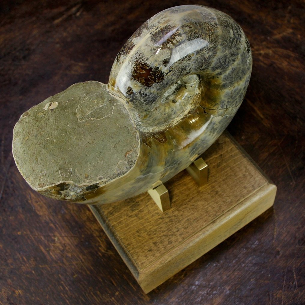 Αποκλειστικός αμμόνιτης Argonauticeras - Κομψή βάση από ξύλο και μπρούντζο. - Απολιθωμένο κέλυφος - First Quality Fossil Specimen - 205 mm - 190 mm #1.0