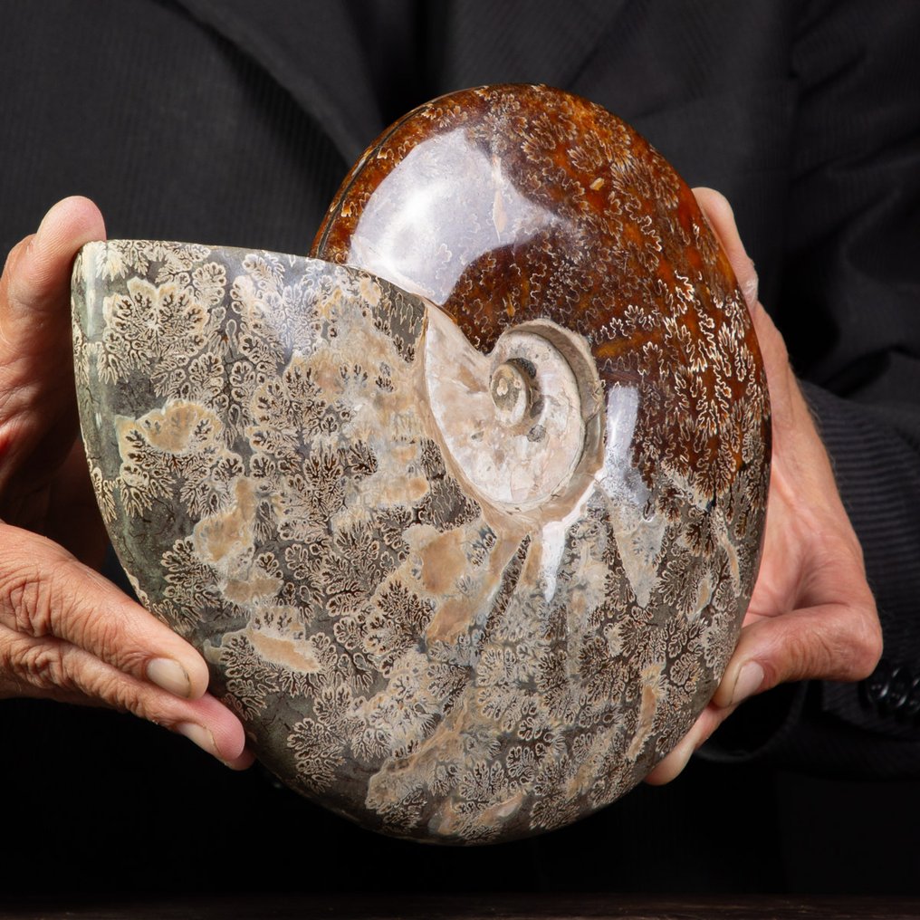 Exclusivo Cleoniceras polaco rojo y crema - Concha fosilizada - Fossil Ammonite - 245 mm - 215 mm #4.3