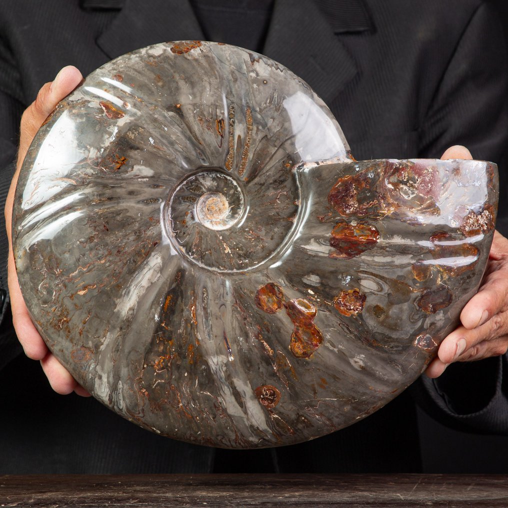 Exclusivo raro Polish Red y Cleoniceras - Concha fosilizada - Fossil Ammonite - 290 mm - 250 mm #4.3