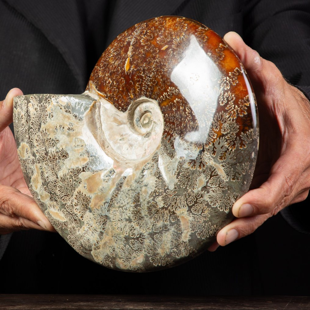 Exclusivo Cleoniceras polaco rojo y crema - Concha fosilizada - Fossil Ammonite - 245 mm - 215 mm #2.1