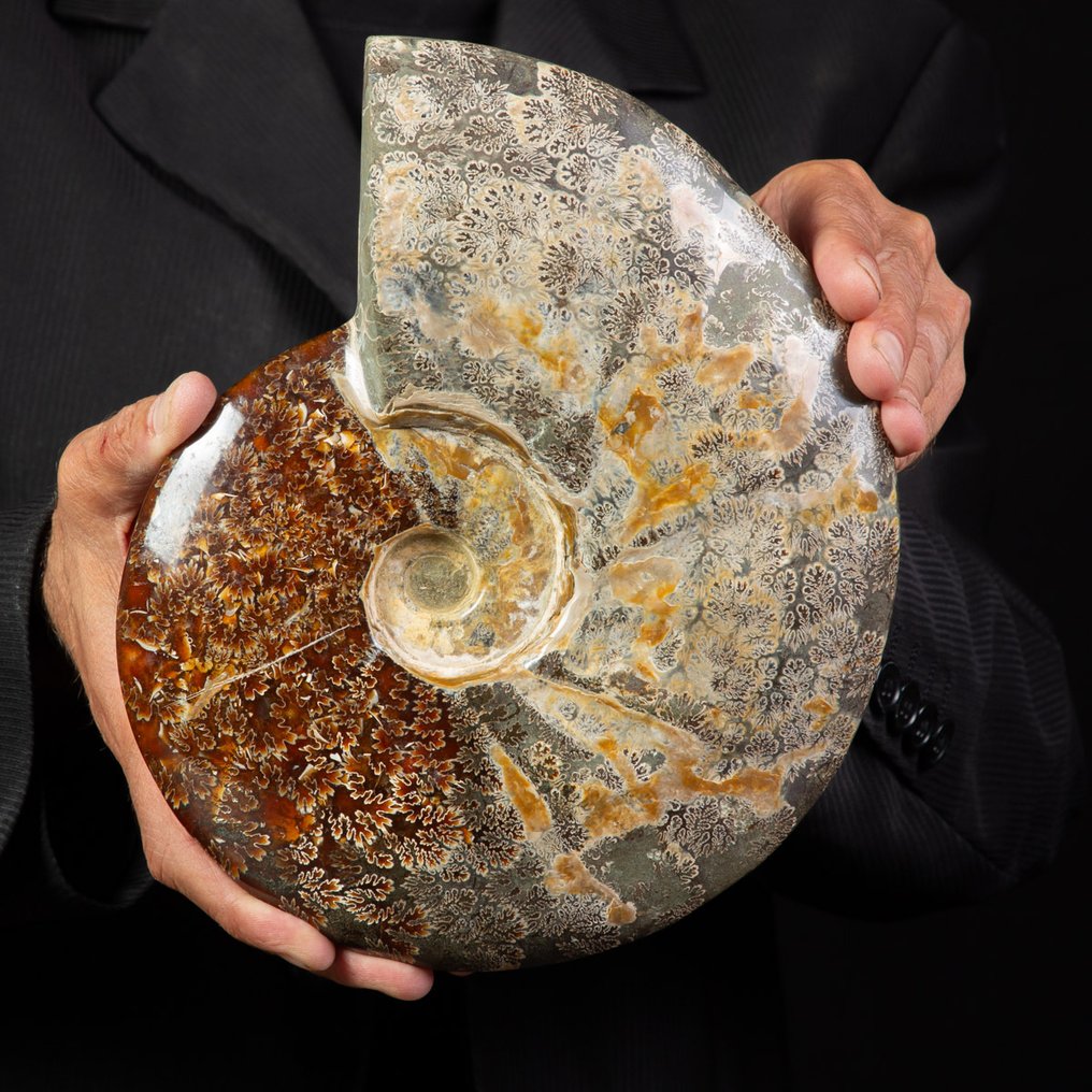 Exclusivo Cleoniceras polaco rojo y crema - Concha fosilizada - Fossil Ammonite - 245 mm - 215 mm #1.0