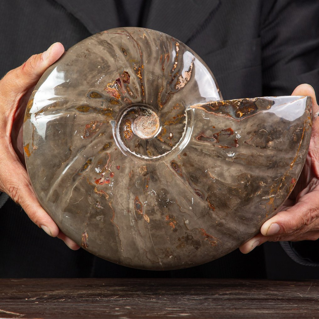 Exklusiv seltenes polnisches Rotes und Cleoniceras - Versteinerte Muschel - Fossil Ammonite - 250 mm - 200 mm #4.3