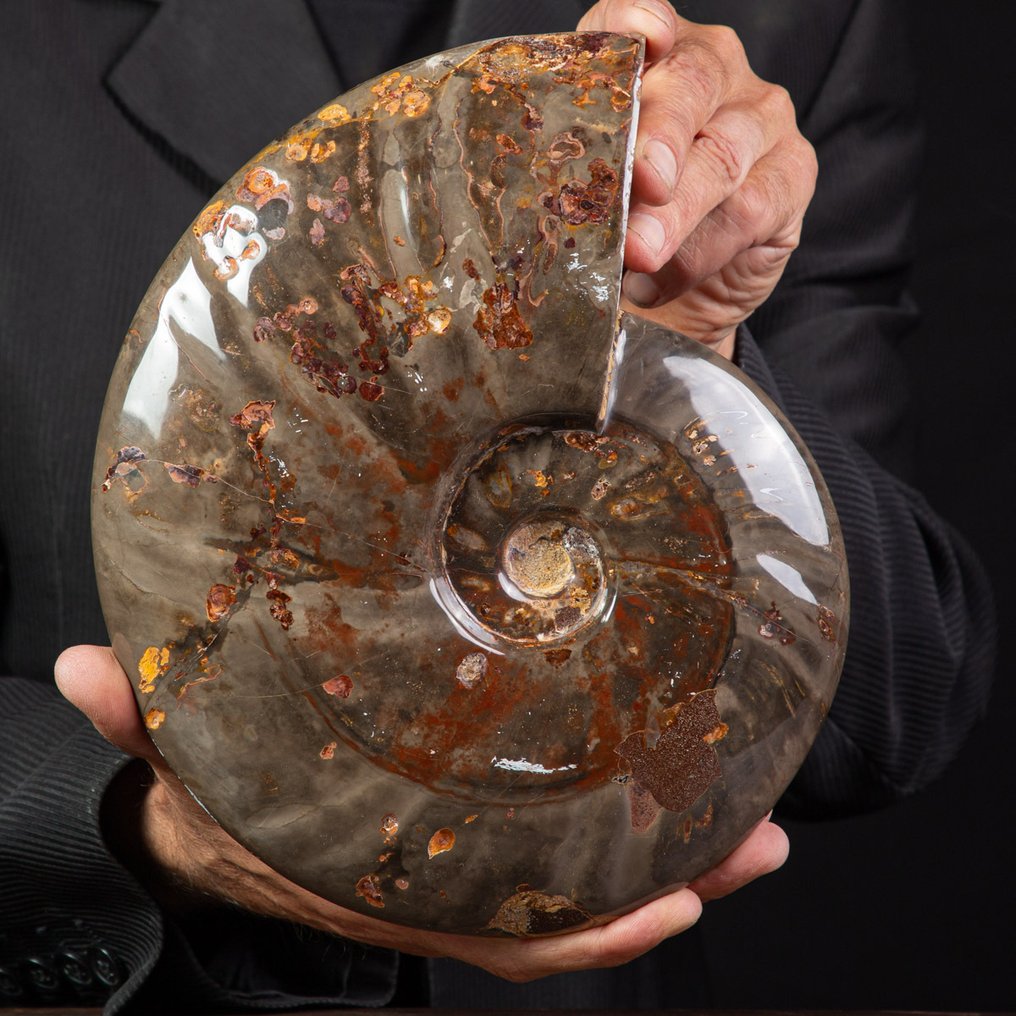 Exklusiv seltenes polnisches Rotes und Cleoniceras - Versteinerte Muschel - Fossil Ammonite - 250 mm - 200 mm #1.0