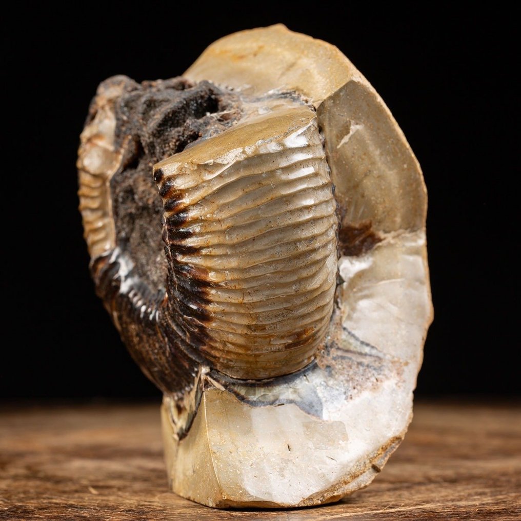 Σπάνιο θραύσμα απολιθώματος - Ένα μικρό θαύμα της φύσης - Αμμωνίτης Perisphinctes σε οζίδιο Septaria - Ύψος: 150 mm - Πλάτος: 140 mm- 2320 g #2.1