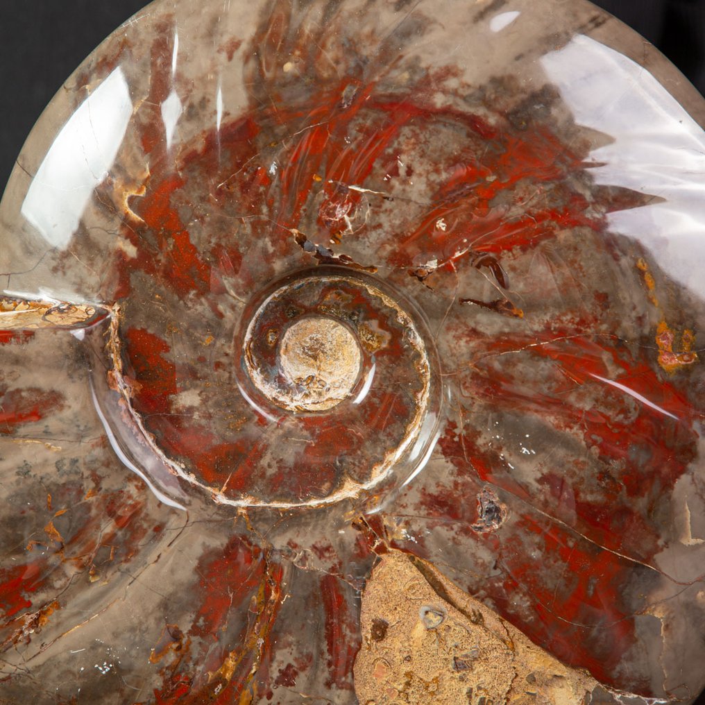 Exclusivo raro Polish Red y Cleoniceras - Concha fosilizada - Fossil Ammonite - 285 mm - 230 mm #2.1