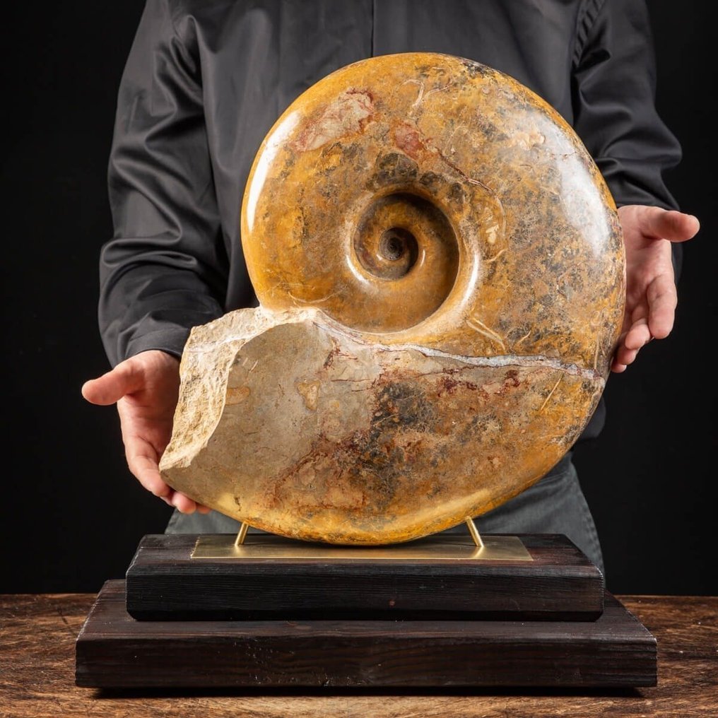 Giant Fossil Ammonite - Træ- og messingkunstnerisk base - Virkelig eksklusivt fossileksemplar - Forstenet skal - Pachylytoceras Dilucidum - Belmont Quarry, France - 470 mm - 240 mm #1.0