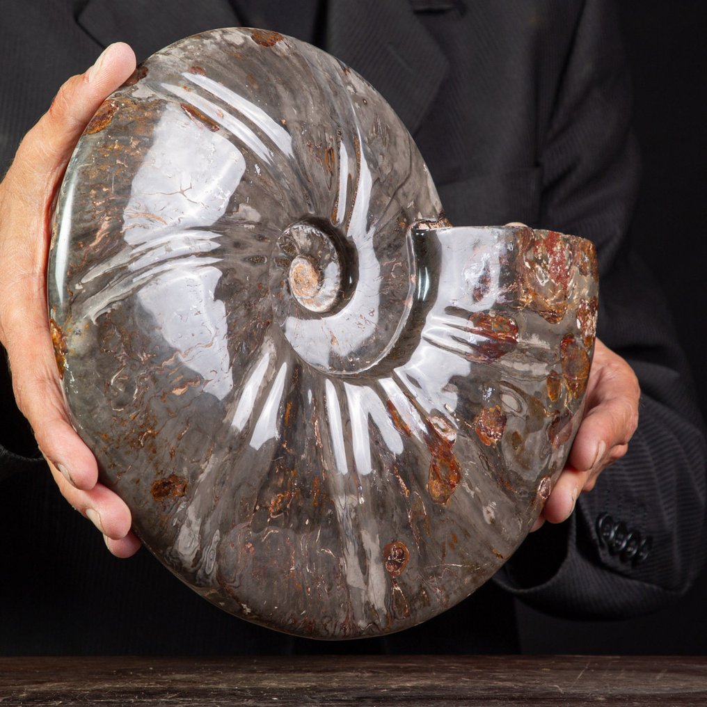 Exclusivo raro Polish Red y Cleoniceras - Concha fosilizada - Fossil Ammonite - 290 mm - 250 mm #3.2