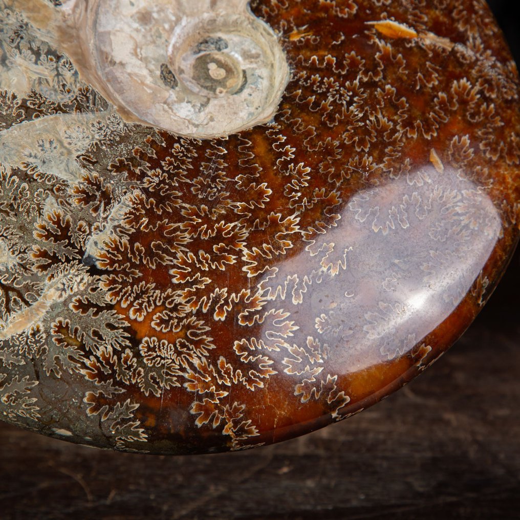 Exclusivo Cleoniceras polaco rojo y crema - Concha fosilizada - Fossil Ammonite - 245 mm - 215 mm #3.2