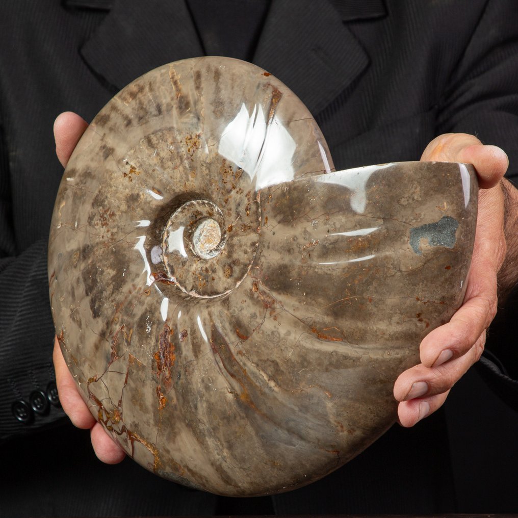 Exclusivo raro Polish Red y Cleoniceras - Concha fosilizada - Fossil Ammonite - 285 mm - 230 mm #4.3