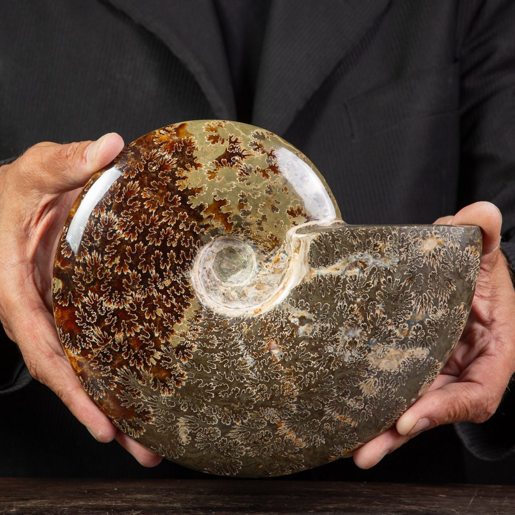 Eksklusiivinen harvinainen puolalainen punainen ja Cleoniceras - Kivettynyt simpukka - Fossil Ammonite - 205 mm - 175 mm #1.0