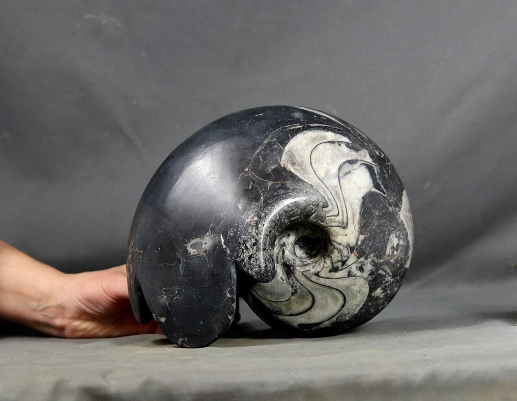 Goniatite decorative mari - autoadhesiv - Animale fosilizate - Manticoceras cf. intumescens - 23 cm #1.0