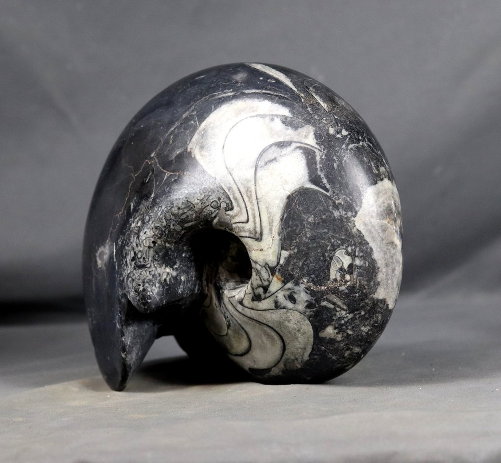 Goniatite decorative mari - autoadhesiv - Animale fosilizate - Manticoceras cf. intumescens - 23 cm #1.0