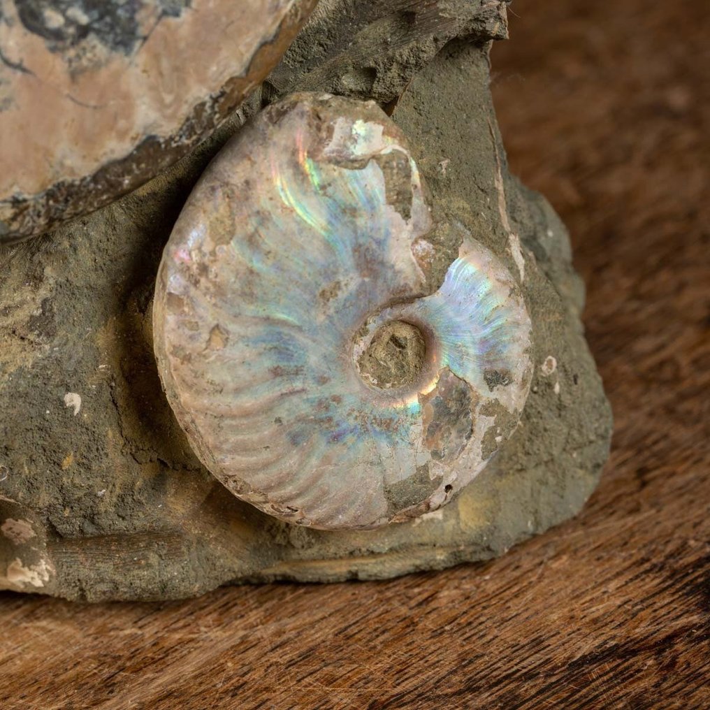 Ομάδα Απολιθωμένων Αμμονιτών Αποκλειστικής - Κρητιδικό - Πρωτότυπη Μήτρα - Απολιθωμένα τμήματα - Aioloceras (Cleoniceras) sp. - 260 mm - 170 mm #3.2