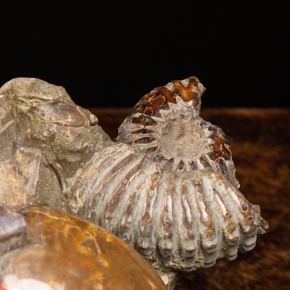 Εξαιρετική συσσώρευση αμμονιτών. - Απολιθωμένα τμήματα - Aioloceras (Cleoniceras) sp. on Original Matrix - 280 mm - 520 mm #2.1