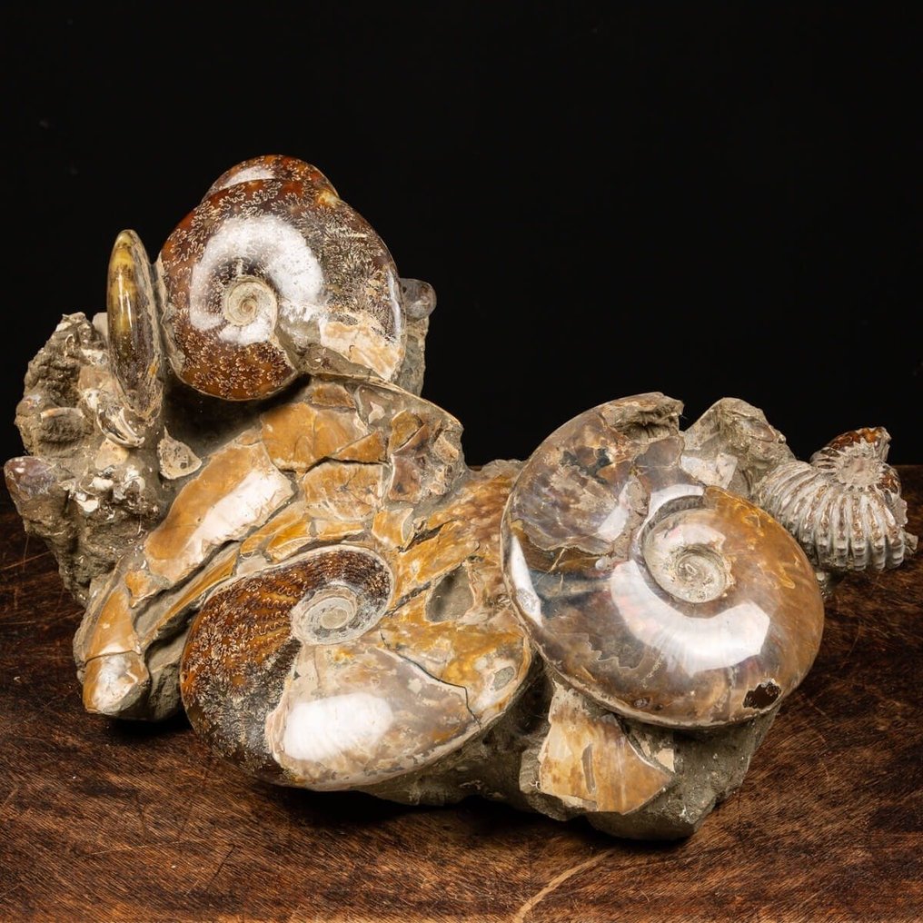 Εξαιρετική συσσώρευση αμμονιτών. - Απολιθωμένα τμήματα - Aioloceras (Cleoniceras) sp. on Original Matrix - 280 mm - 520 mm #3.2