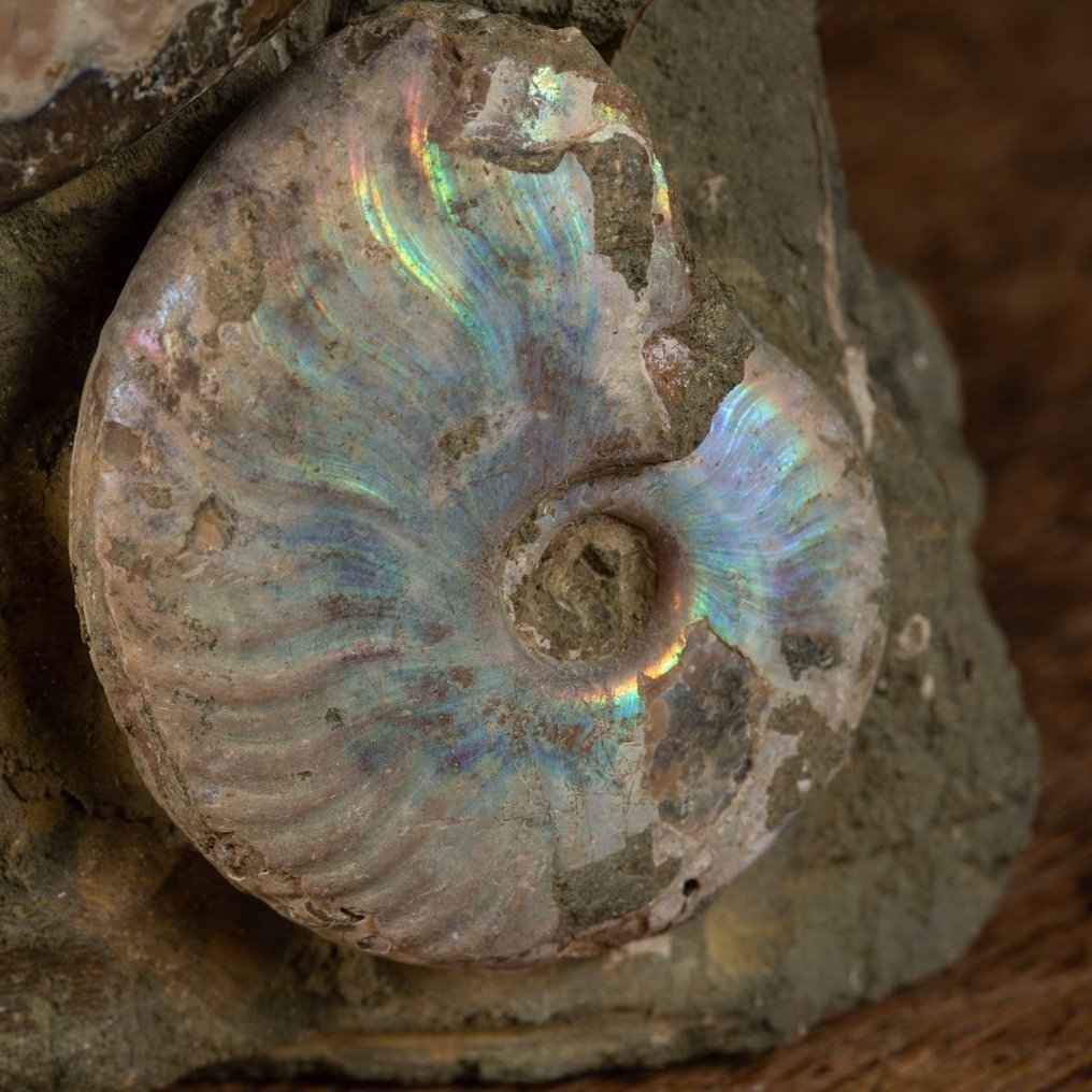 Ομάδα Απολιθωμένων Αμμονιτών Αποκλειστικής - Κρητιδικό - Πρωτότυπη Μήτρα - Απολιθωμένα τμήματα - Aioloceras (Cleoniceras) sp. - 260 mm - 170 mm #2.1